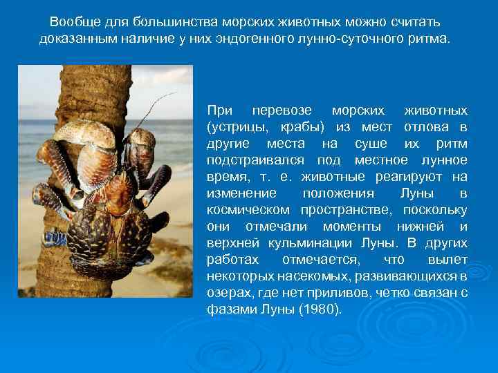 Вообще для большинства морских животных можно считать доказанным наличие у них эндогенного лунно-суточного ритма.
