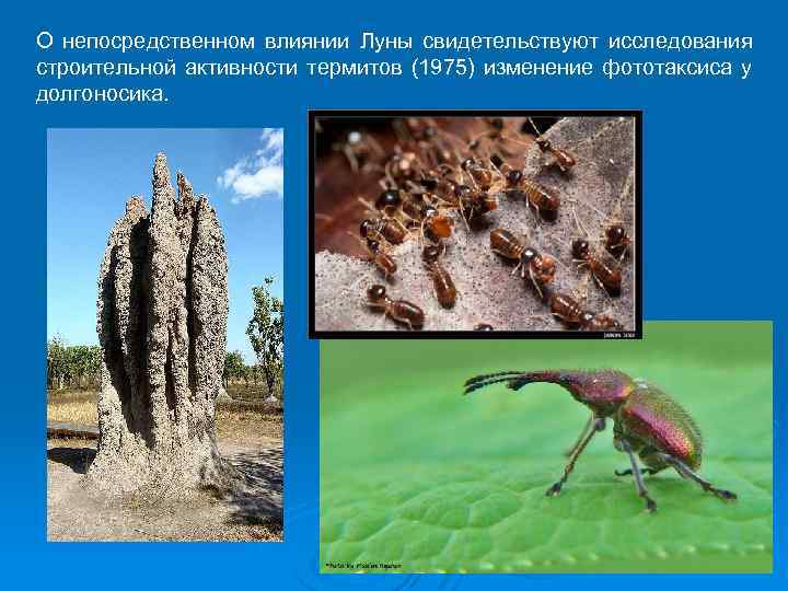 О непосредственном влиянии Луны свидетельствуют исследования строительной активности термитов (1975) изменение фототаксиса у долгоносика.