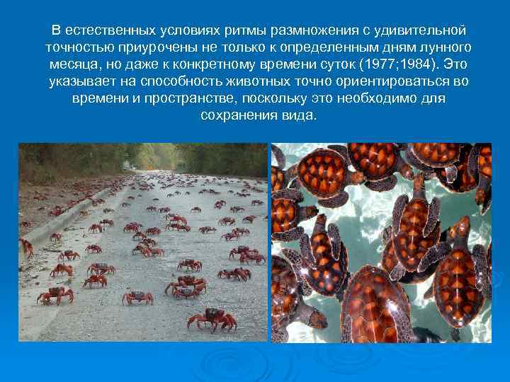 В естественных условиях ритмы размножения с удивительной точностью приурочены не только к определенным дням