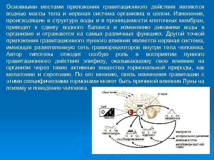 Основными местами приложения гравитационного действия являются водные массы тела и нервная система организма в