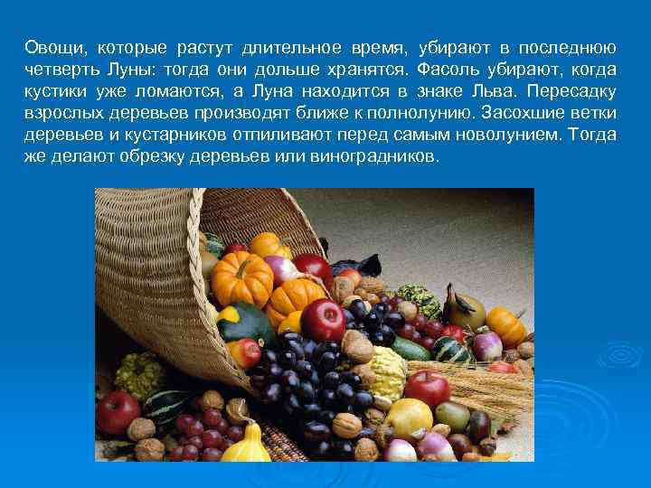 Овощи, которые растут длительное время, убирают в последнюю четверть Луны: тогда они дольше хранятся.