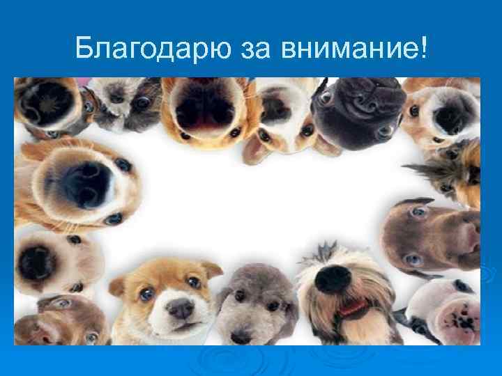 Благодарю за внимание! 