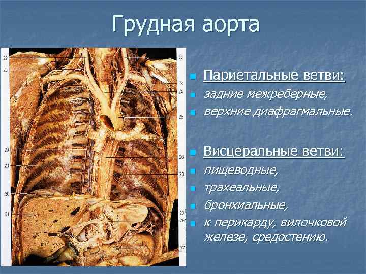 Симптомы грудной аорты