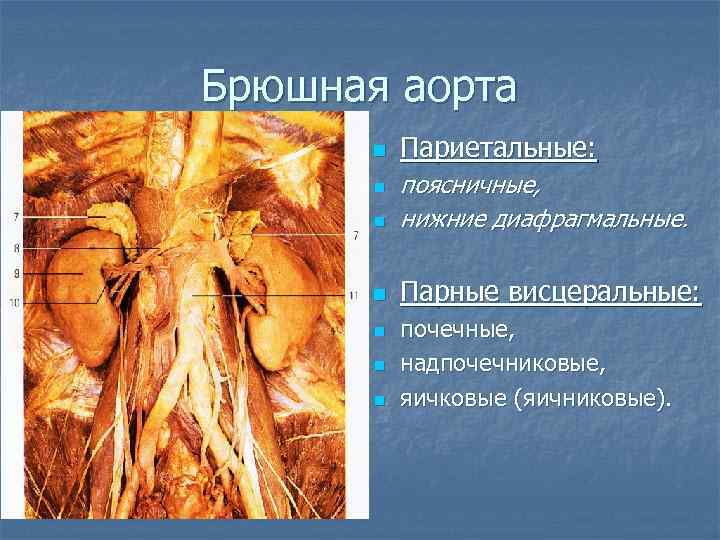 Брюшная аорта n Париетальные: n поясничные, нижние диафрагмальные. n Парные висцеральные: n n почечные,