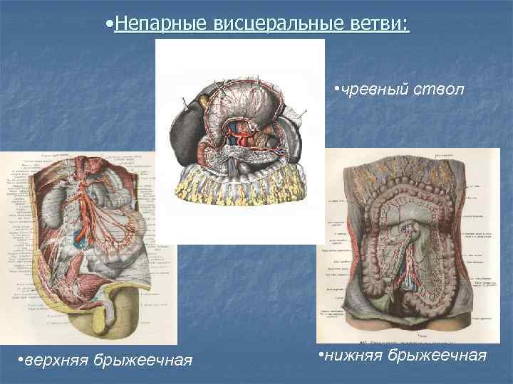  • Непарные висцеральные ветви: • чревный ствол • верхняя брыжеечная • нижняя брыжеечная