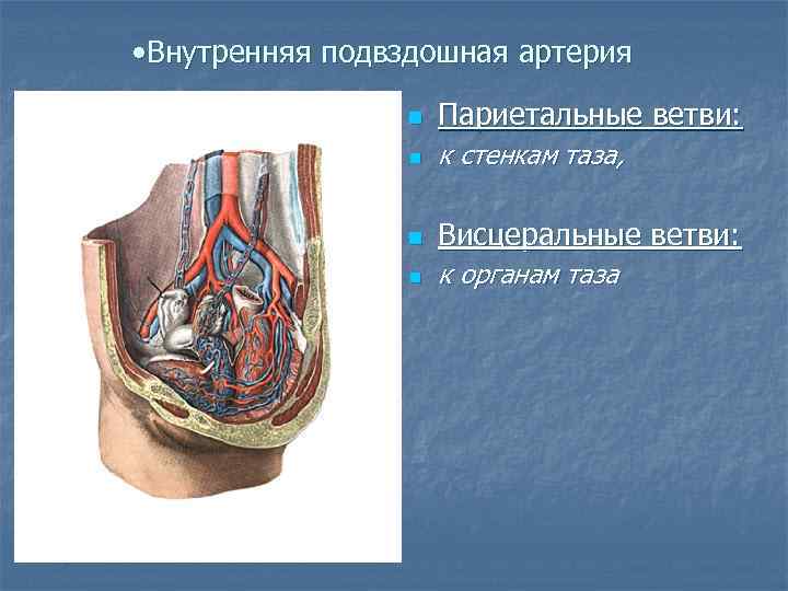  • Внутренняя подвздошная артерия n Париетальные ветви: n к стенкам таза, n Висцеральные