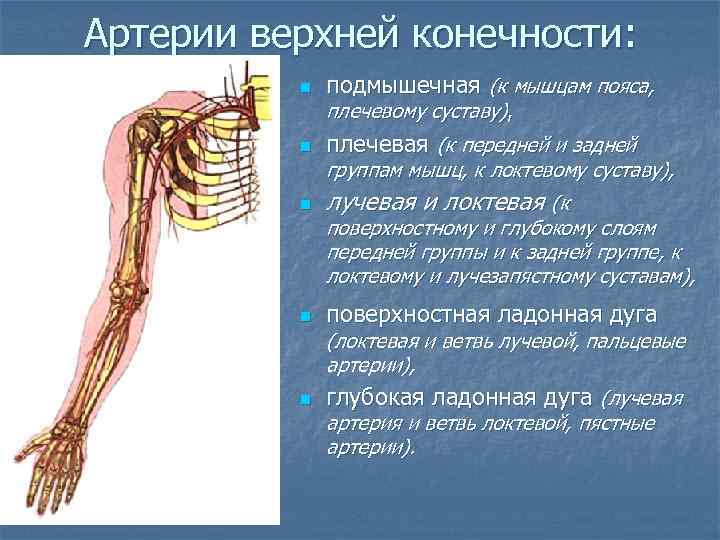 Кровообращение верхней конечности. Артерии кровоснабжающие верхнюю конечность. Перечислите магистральные артерии верхней конечности. Схема кровообращения верхней конечности. Артерии верхней конечности кровоснабжение.