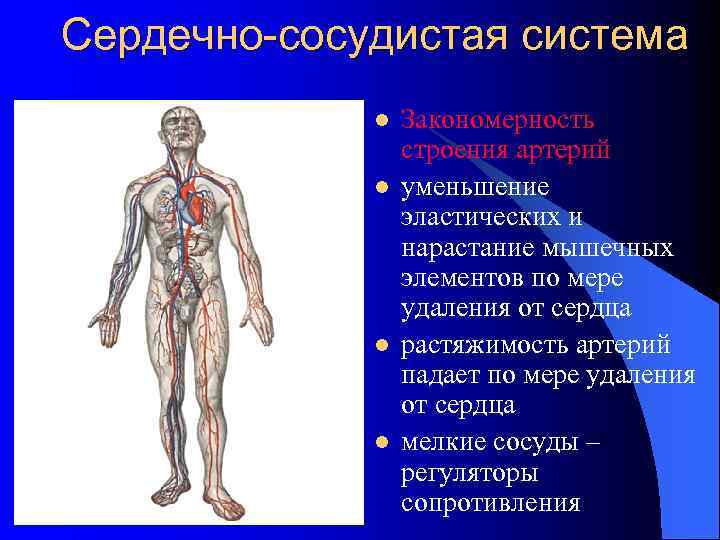 Сердечно-сосудистая система l l Закономерность строения артерий уменьшение эластических и нарастание мышечных элементов по