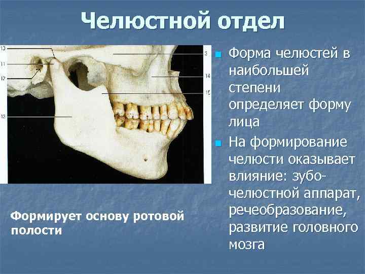 Челюстной отдел n n Формирует основу ротовой полости Форма челюстей в наибольшей степени определяет