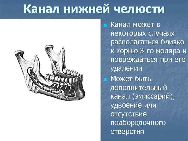 Канал нижней челюсти n n Канал может в некоторых случаях располагаться близко к корню