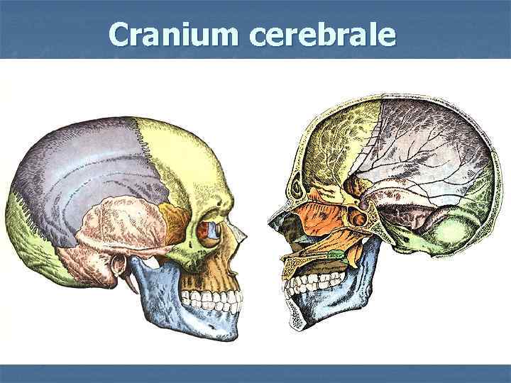 Cranium cerebrale 