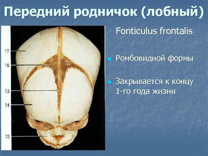 Передний родничок (лобный) Fonticulus frontalis n n Ромбовидной формы Закрывается к концу 1 -го