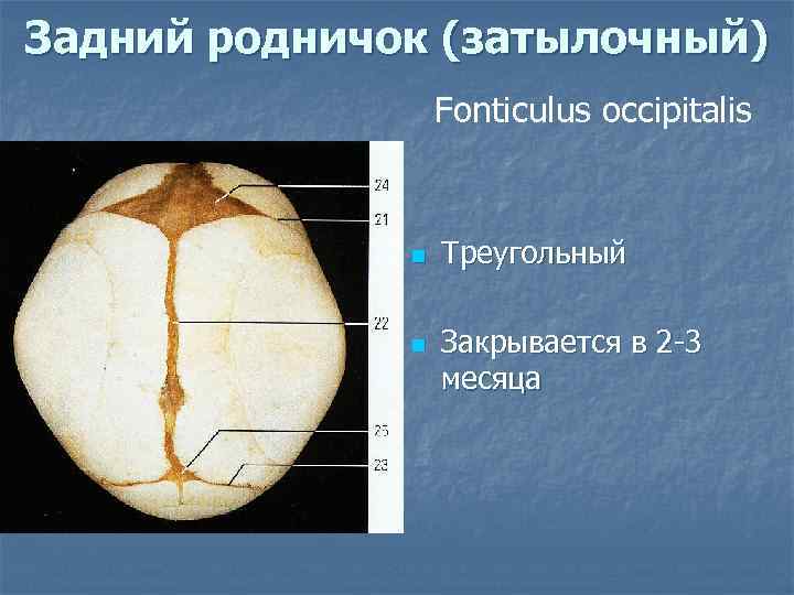 Задний родничок (затылочный) Fonticulus occipitalis n n Треугольный Закрывается в 2 -3 месяца 