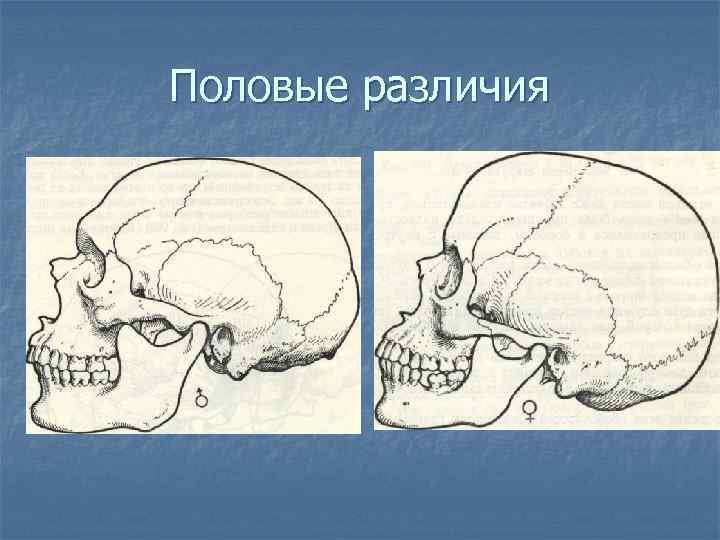 Половые различия 