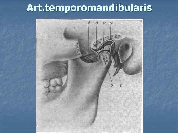 Art. temporomandibularis 