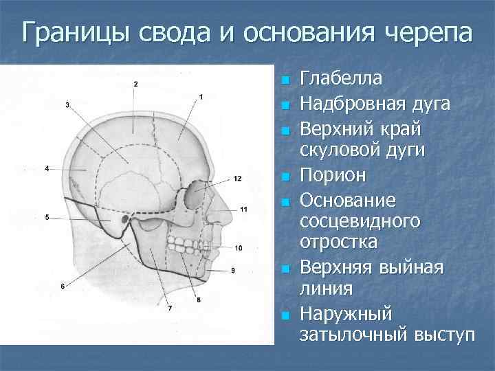 Границы свода и основания черепа n n n n Глабелла Надбровная дуга Верхний край