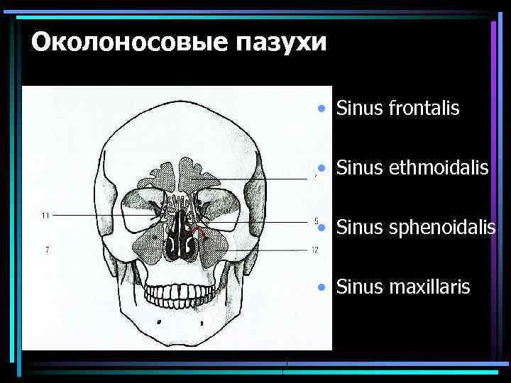 Околоносовые пазухи • Sinus frontalis • Sinus ethmoidalis • Sinus sphenoidalis • Sinus maxillaris