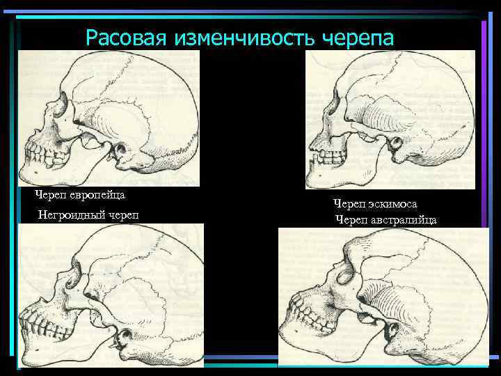 Схема контрфорсов анатомия