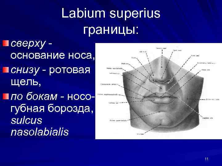 Labium superius границы: сверху основание носа, снизу - ротовая щель, по бокам - носогубная