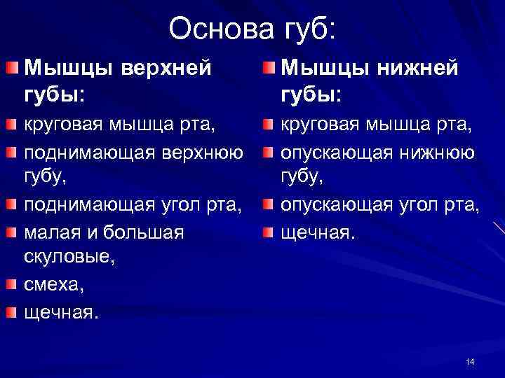 Основа губ: Мышцы верхней губы: Мышцы нижней губы: круговая мышца рта, поднимающая верхнюю губу,