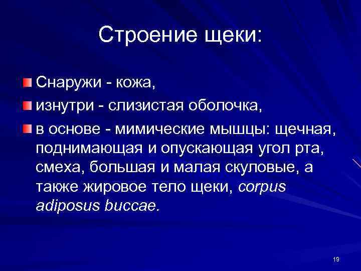 Строение щеки: Снаружи - кожа, изнутри - слизистая оболочка, в основе - мимические мышцы: