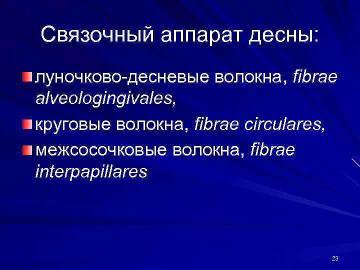 Связочный аппарат десны: луночково-десневые волокна, fibrae alveologingivales, круговые волокна, fibrae circulares, межсосочковые волокна, fibrae