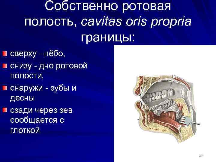 Собственно ротовая полость, cavitas oris propria границы: сверху - нёбо, снизу - дно ротовой