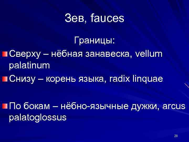 Зев, fauces Границы: Сверху – нёбная занавеска, vellum palatinum Снизу – корень языка, radix