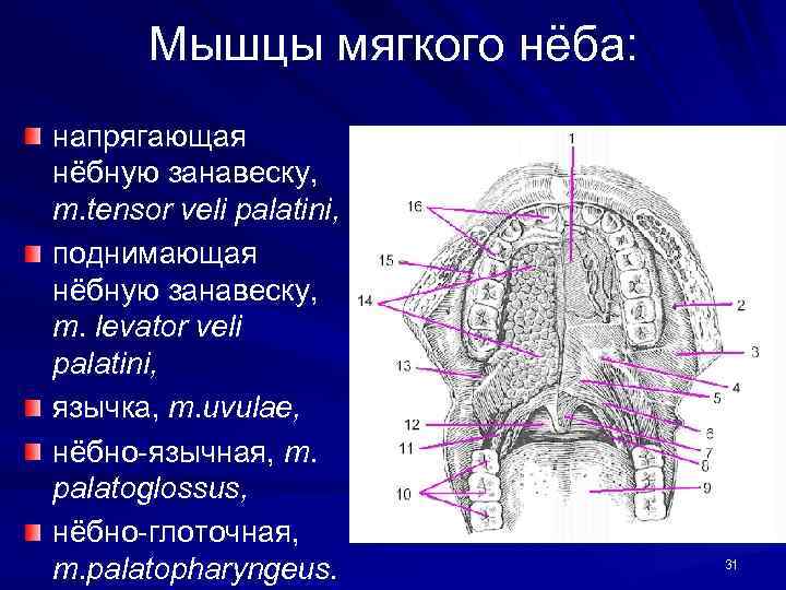 Мышцы мягкого нёба: напрягающая нёбную занавеску, m. tensor veli palatini, поднимающая нёбную занавеску, m.