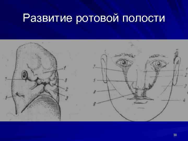 Развитие ротовой полости 38 