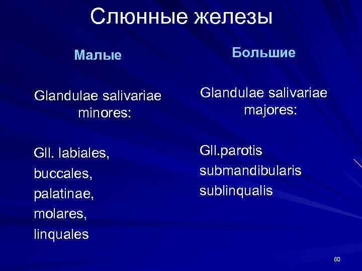 Слюнные железы Малые Большие Glandulae salivariae minores: Glandulae salivariae majores: Gll. labiales, buccales, palatinae,