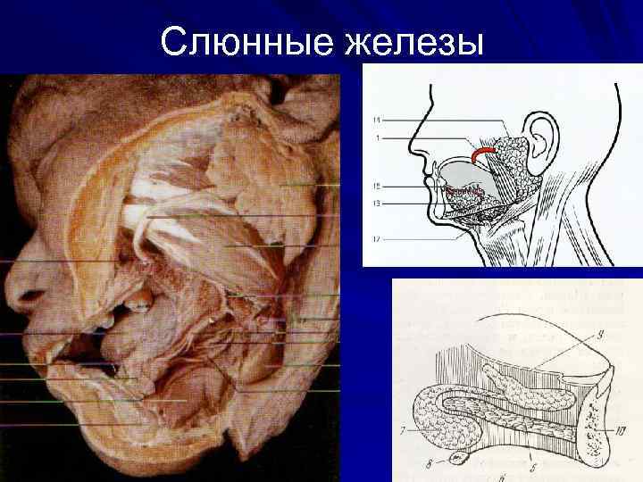 Слюнные железы 61 