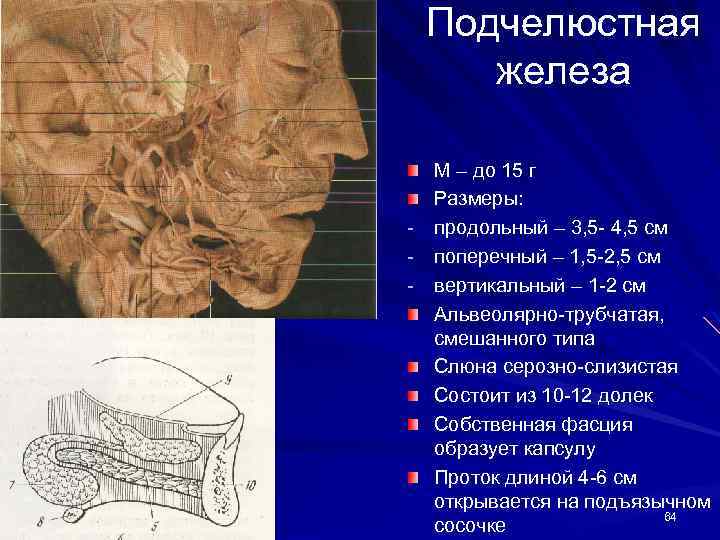 Подчелюстные слюнные железы