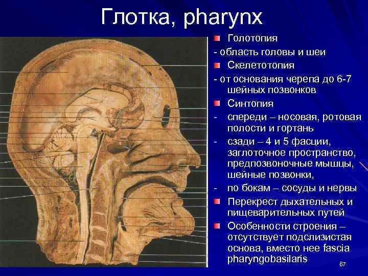 Глотка, pharynx Голотопия - область головы и шеи Скелетотопия - от основания черепа до