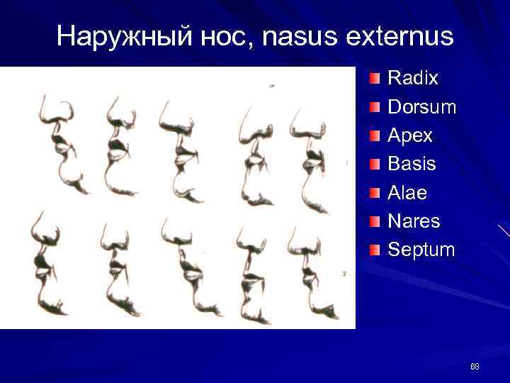 Наружный нос, nasus externus Radix Dorsum Apex Basis Alae Nares Septum 68 