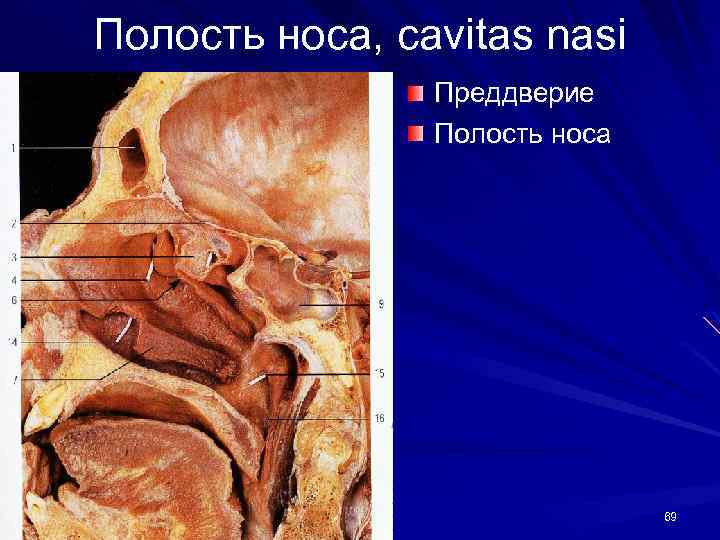 Полость носа, cavitas nasi Преддверие Полость носа 69 