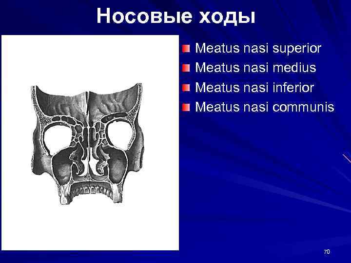 Носовые ходы Meatus nasi superior Meatus nasi medius Meatus nasi inferior Meatus nasi communis