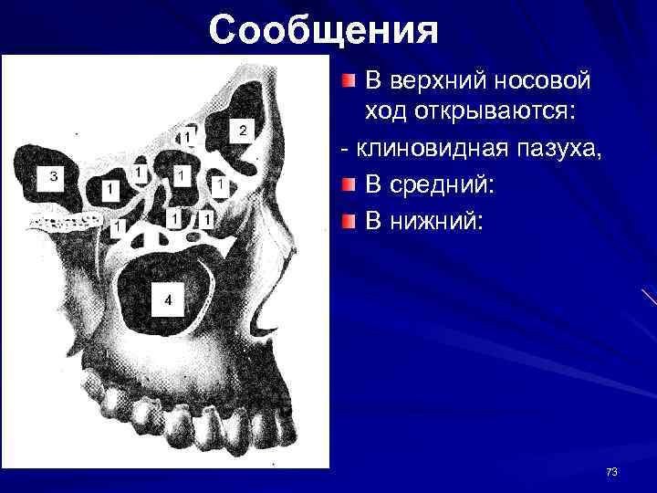 Сообщения В верхний носовой ход открываются: - клиновидная пазуха, В средний: В нижний: 73