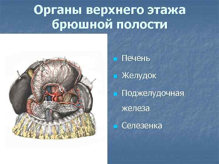 Органы верхнего этажа брюшной полости n Печень n Желудок n Поджелудочная железа n Селезенка