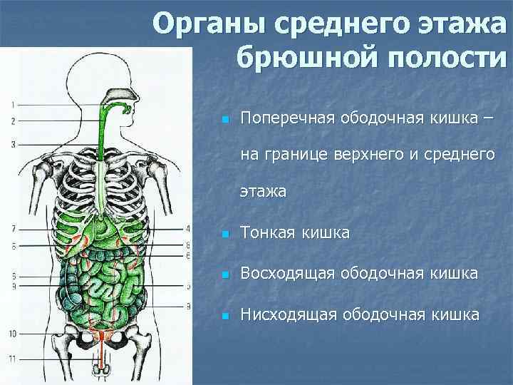 Органы среднего этажа брюшной полости n Поперечная ободочная кишка – на границе верхнего и