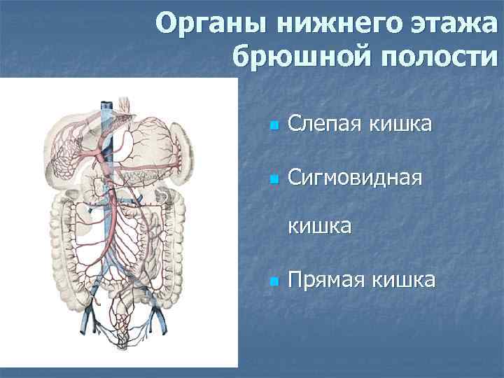 Этажи брюшной полости. Органы Нижнего этажа брюшной полости. Топография органов Нижнего этажа брюшной полости. Границы Нижнего этажа брюшной полости.