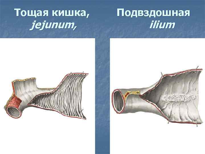 Тощая кишка. Проксимальный отдел тощей кишки.