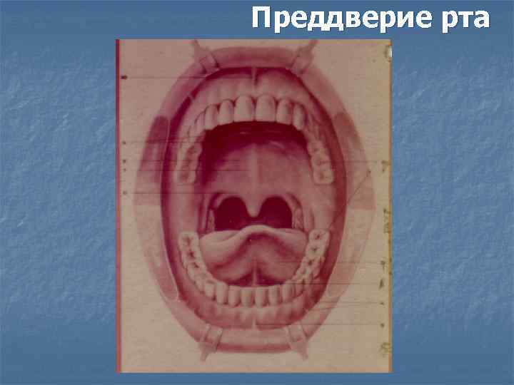 Преддверие рта. Строение преддверия рта. Преддверие и собственно полость рта. Нижний свод преддверия рта. Преддверие ротовой полости ограничено.