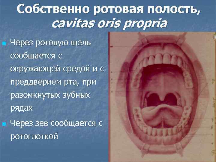 Собственно ротовая полость, cavitas oris propria n Через ротовую щель сообщается с окружающей средой