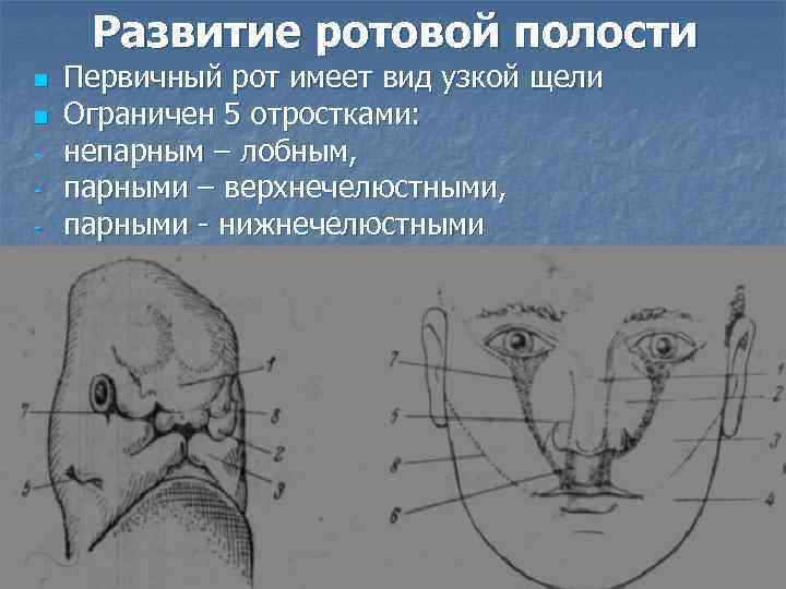 Полость иметь. Формирование ротовой полости. Формирование первичной ротовой полости (ротовой бухты).. Эмбриогенез лица и ротовой полости.