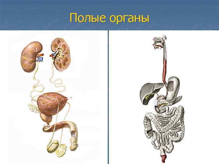 Полые органы человека