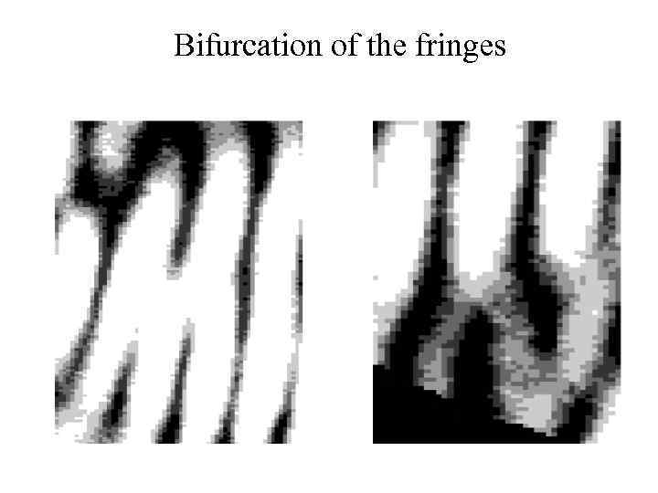 Bifurcation of the fringes 