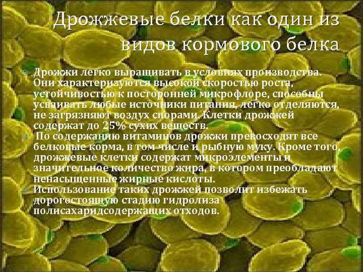 Дрожжевые белки как один из видов кормового белка Дрожжи легко выращивать в условиях производства.