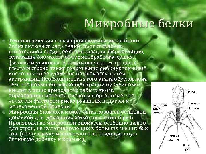 Микробные белки Технологическая схема производства микробного белка включает ряд стадий: приготовление питательной среды, ее