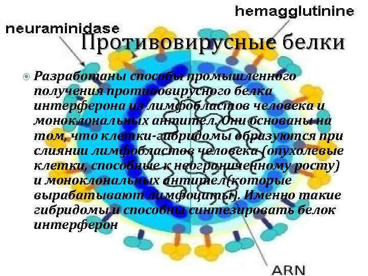 Противовирусные белки Разработаны способы промышленного получения противовирусного белка интерферона из лимфобластов человека и моноклональных